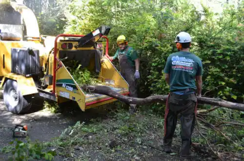 tree services Berlin